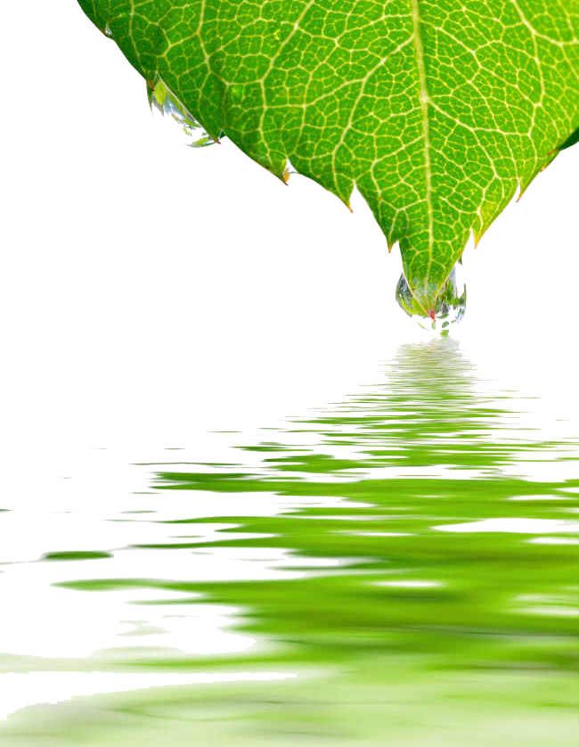 Water Drop Leaf Dew Transparent PNG Image