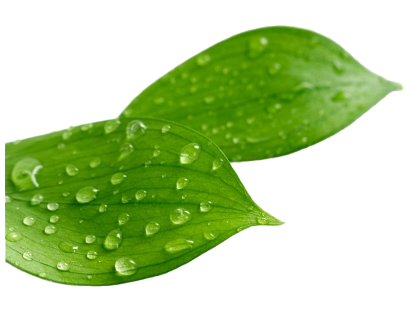 Water Drop Leaf Transparent PNG Image