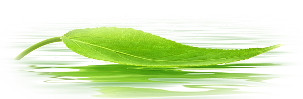 Water Drop Leaf Transparent PNG Image