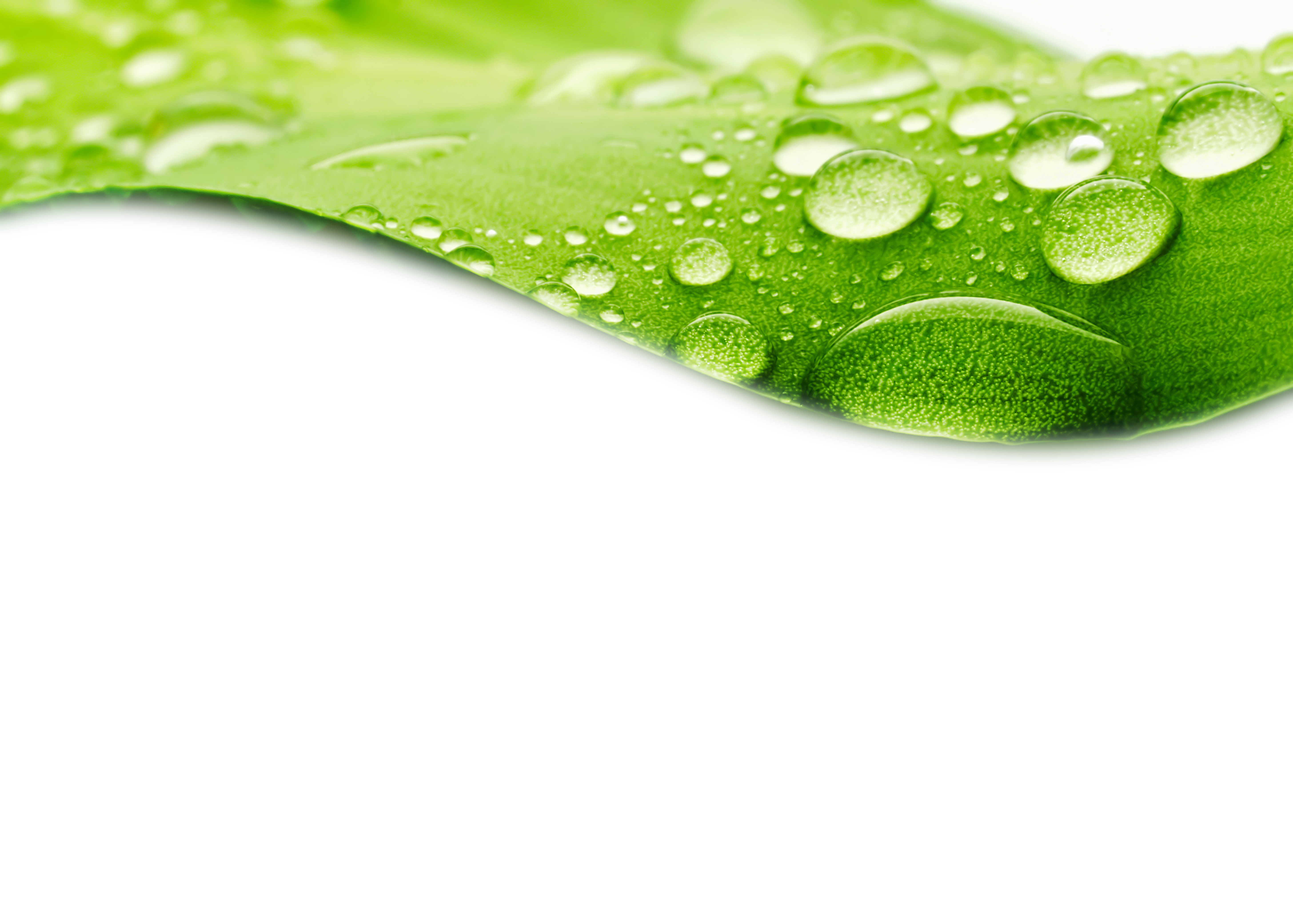 Water Drop Leaf Transparent PNG Image