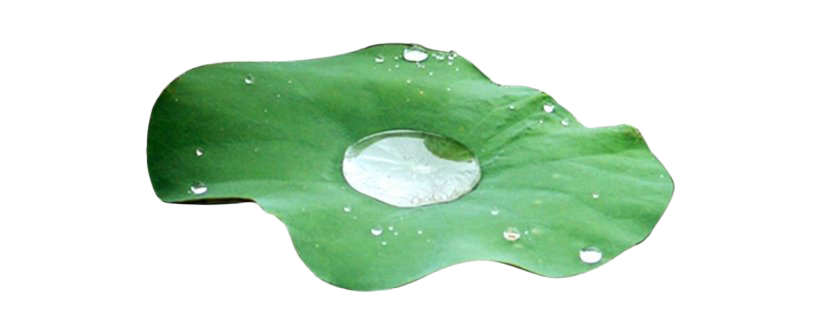 Water Drop Leaf Transparent PNG Image