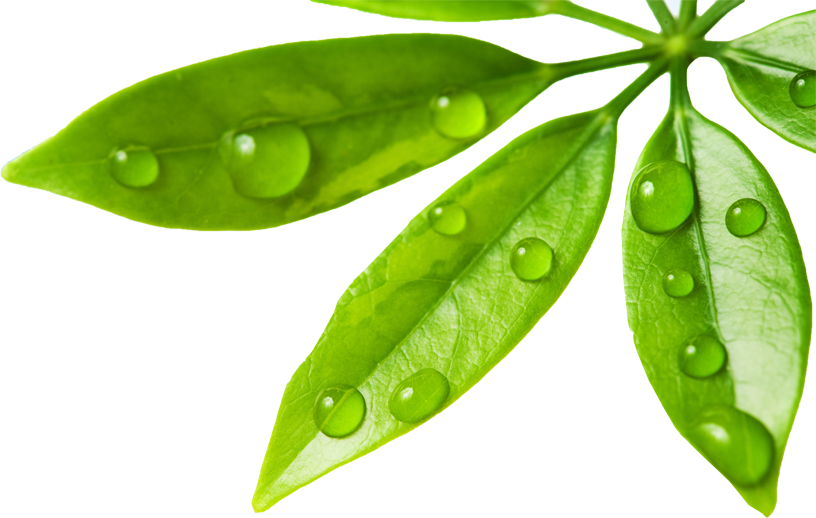 Water Drop Leaf Transparent PNG Image
