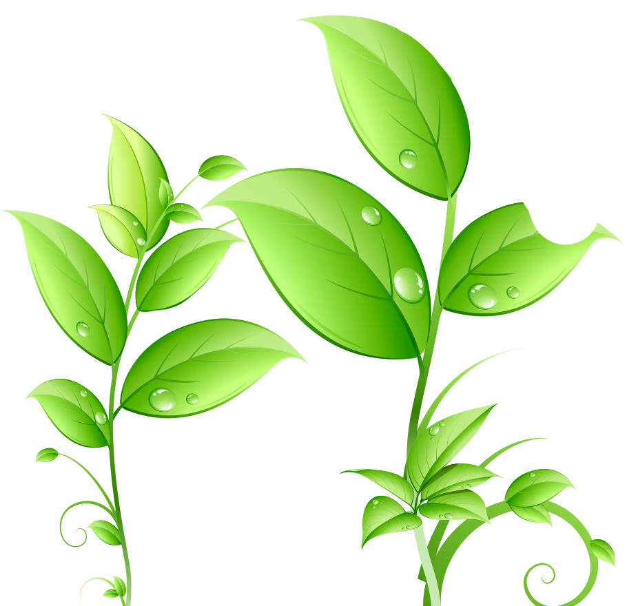 Water Drop Leaf Transparent PNG Image