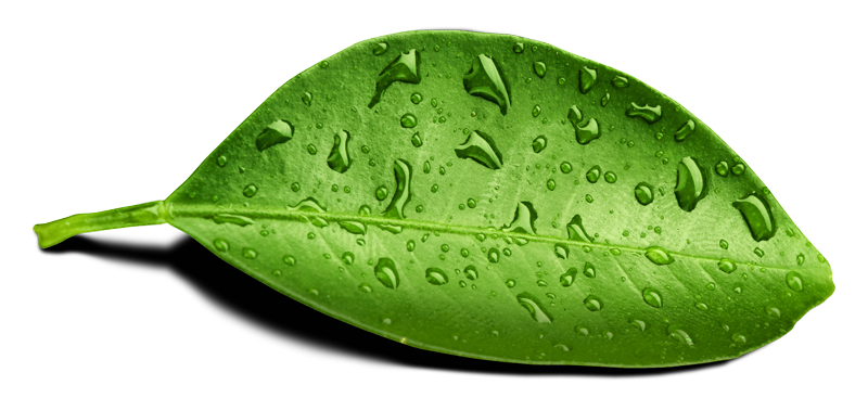 Water Drop Leaf File Transparent PNG Image