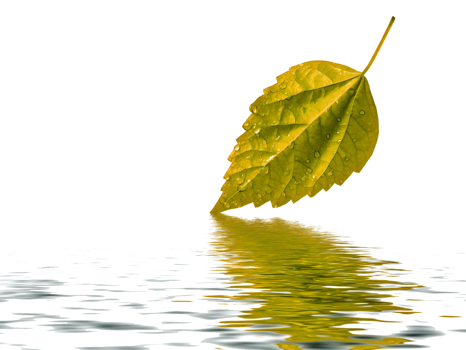 Water Drop Leaf Transparent PNG Image