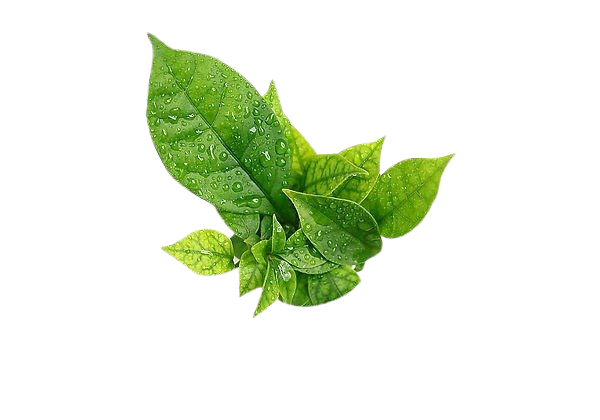 Water Drop Leaf File Transparent PNG Image
