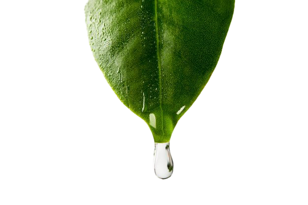 Water Leaf Tree Transparent PNG Image