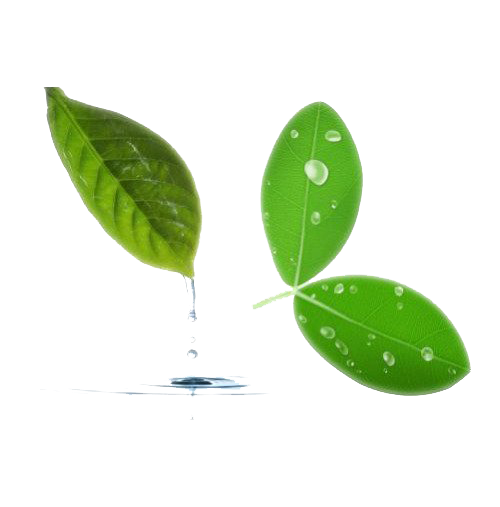 Water Leaf Tree Transparent PNG Image