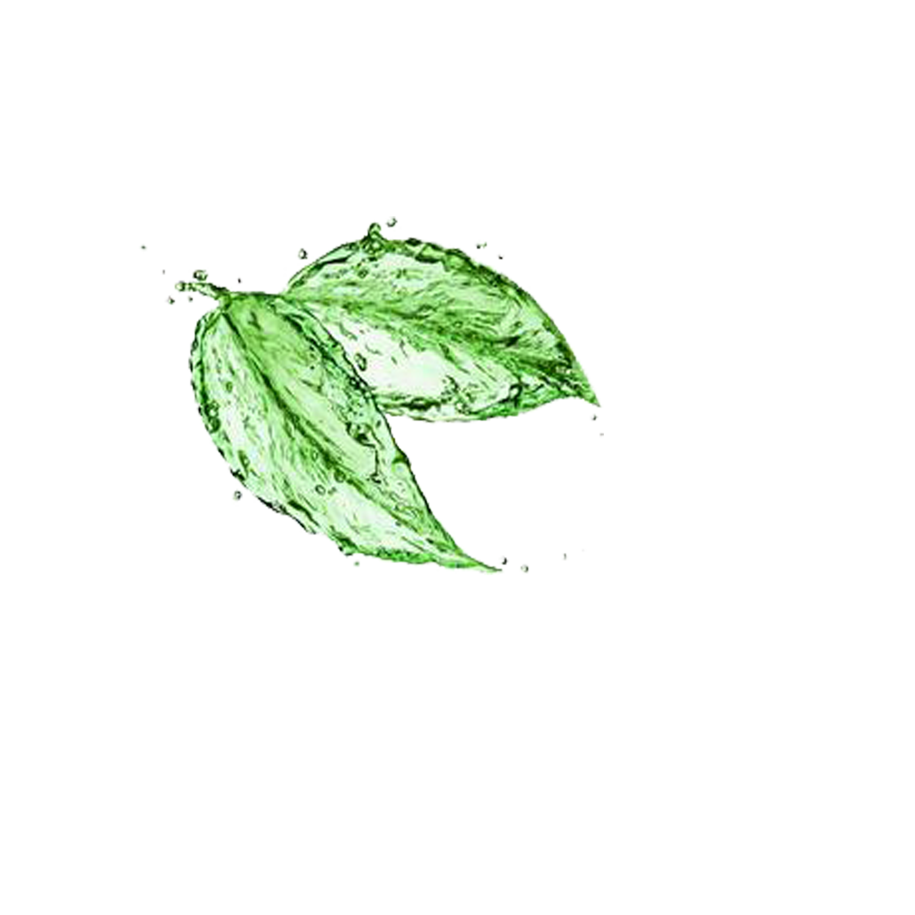 Water Leaf Tree Transparent PNG Image