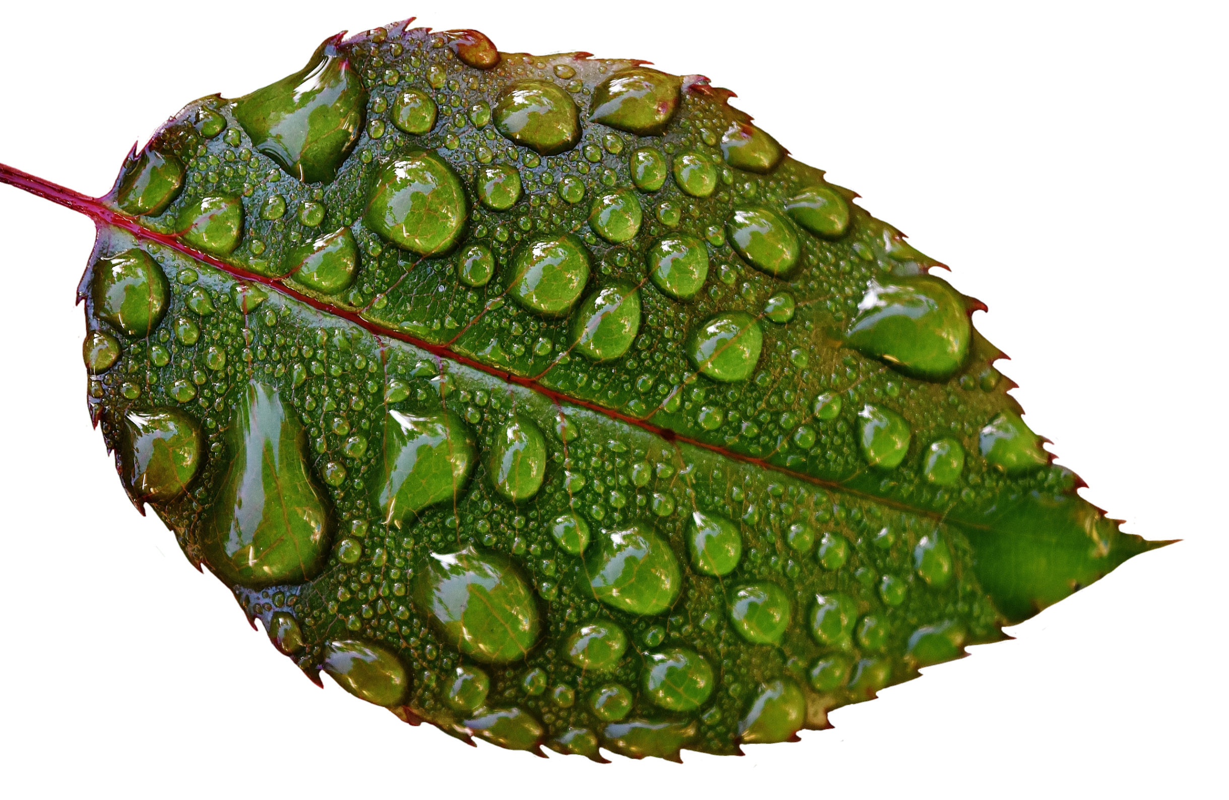 Water Leaf Tree Transparent PNG Image
