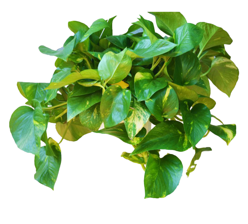 Leaves Green Ivy Hanging File Transparent PNG Image