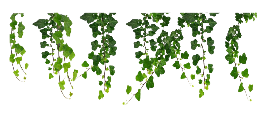 Leaves Green Ivy Hanging Transparent PNG Image