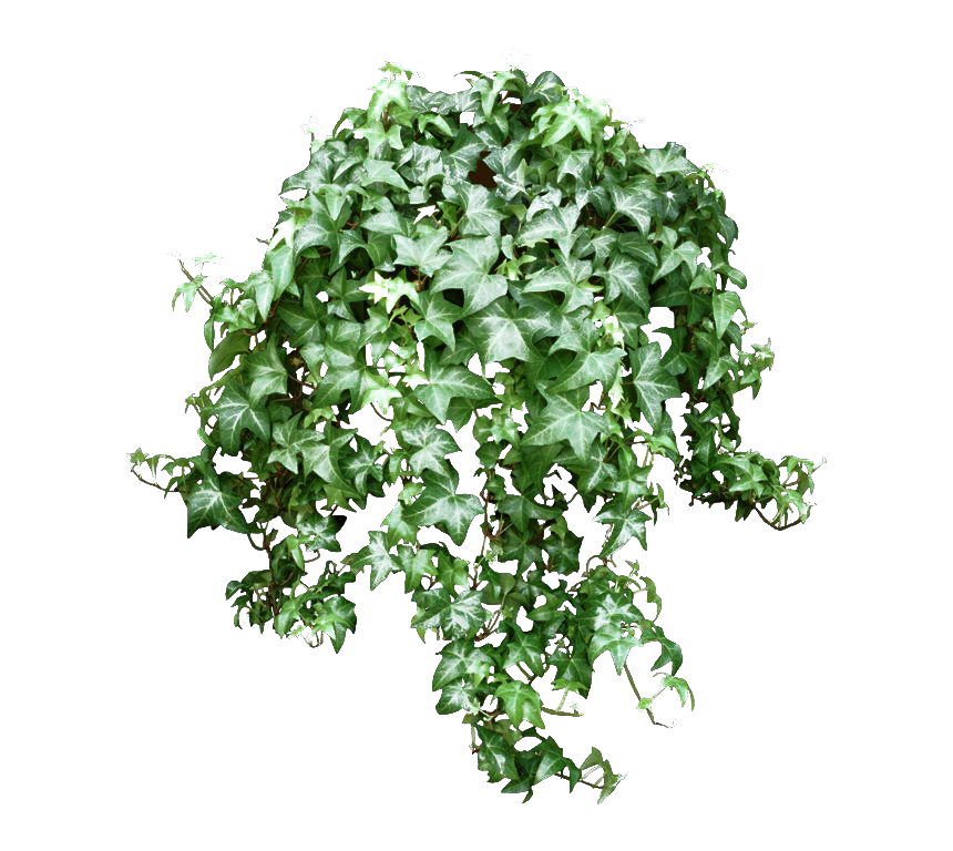 Leaves Green Ivy Hanging Transparent PNG Image