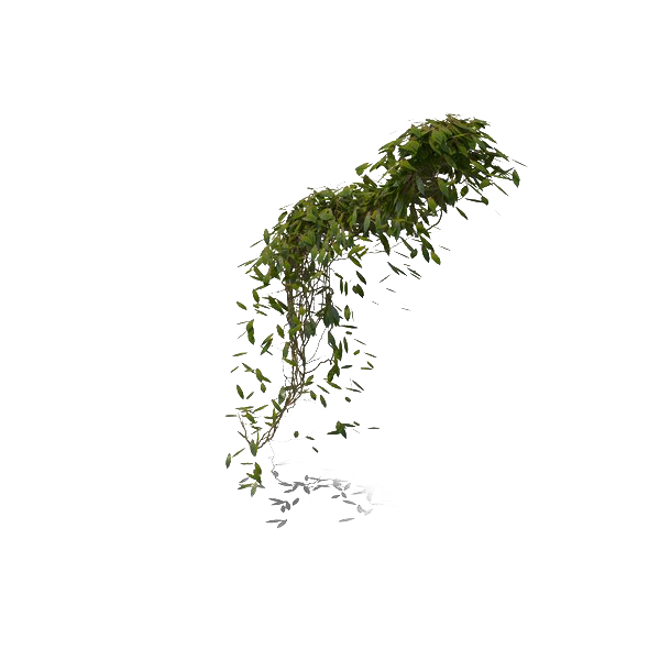 Leaves Green Ivy Hanging Transparent PNG Image