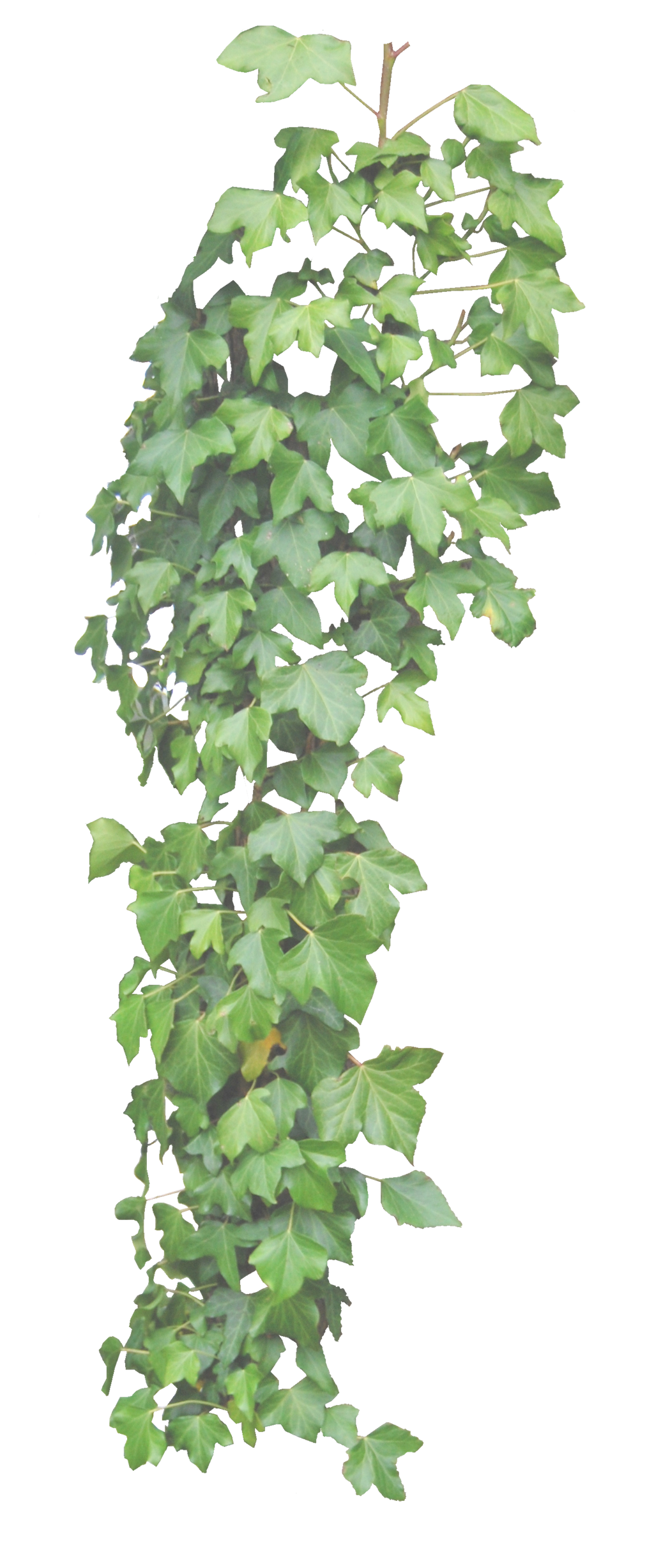 Leaves Green Ivy Hanging Transparent PNG Image