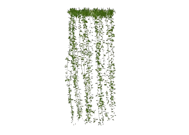Leaves Green Ivy Hanging Transparent PNG Image