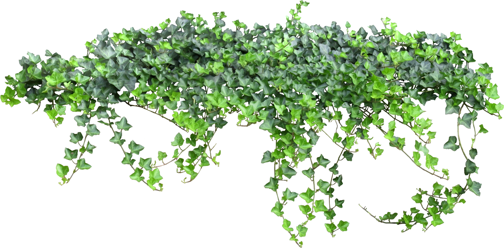 Ivy Hanging Transparent PNG Image