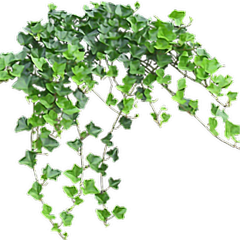 Ivy Hanging Transparent PNG Image