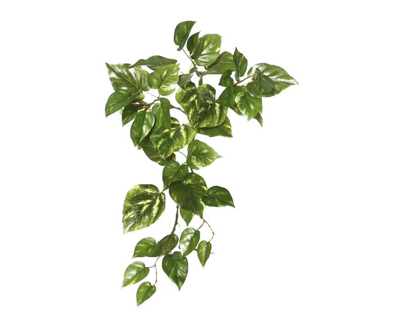 Ivy Hanging Transparent PNG Image