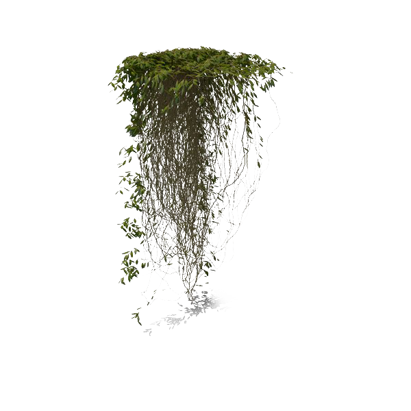 Ivy Hanging Transparent PNG Image