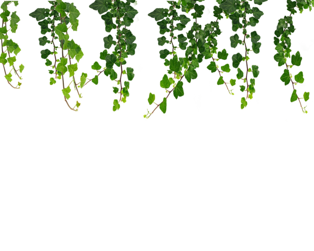 Ivy Hanging Transparent PNG Image