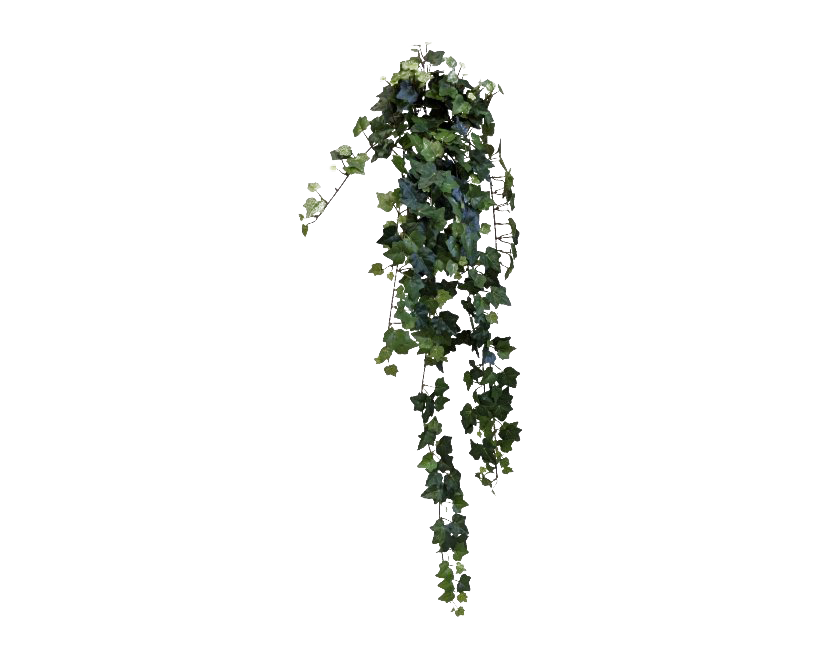 Ivy Hanging Transparent PNG Image