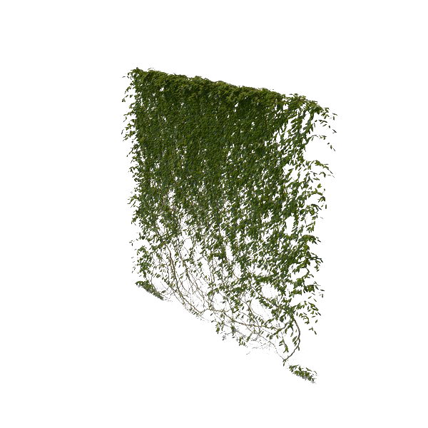 Ivy Hanging Transparent PNG Image