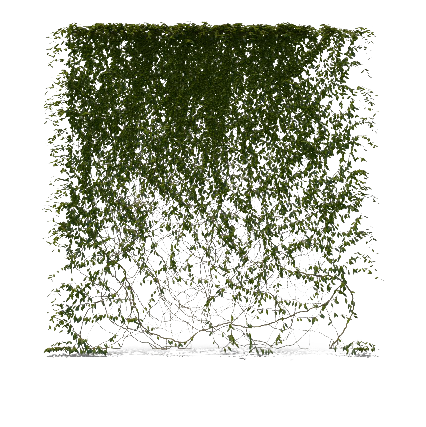 Ivy Hanging Transparent PNG Image