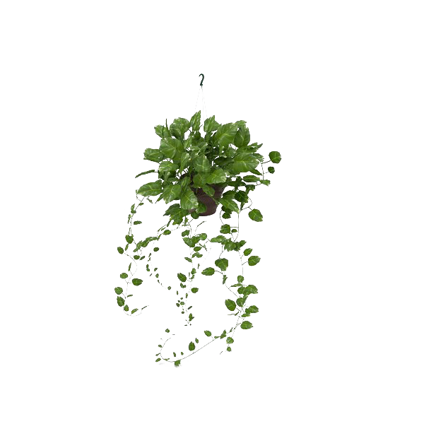 Pic Ivy Hanging Transparent PNG Image