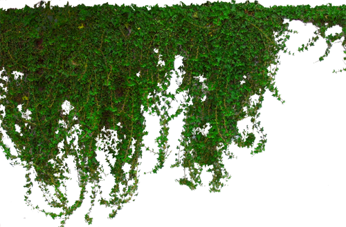 Ivy Hanging Transparent PNG Image