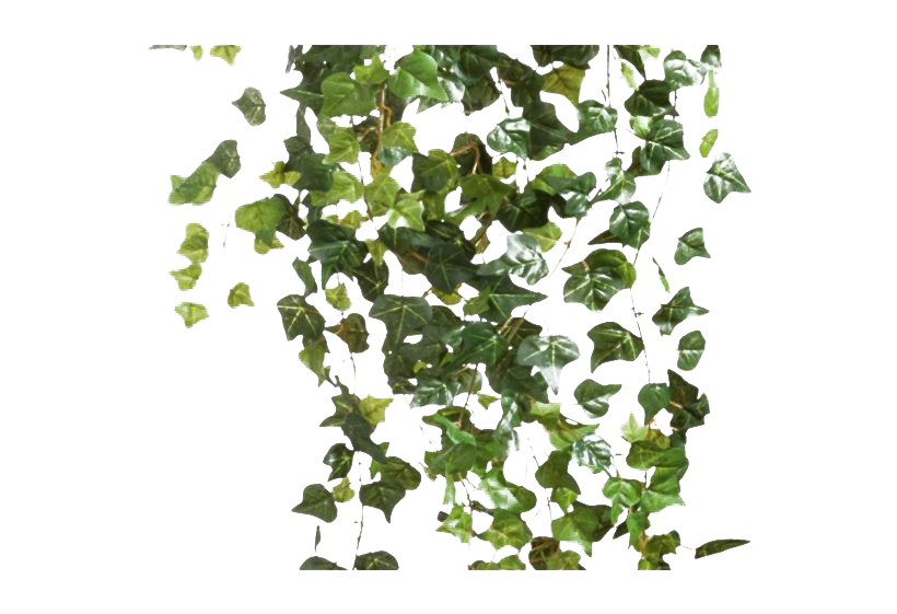 Ivy Hanging Transparent PNG Image