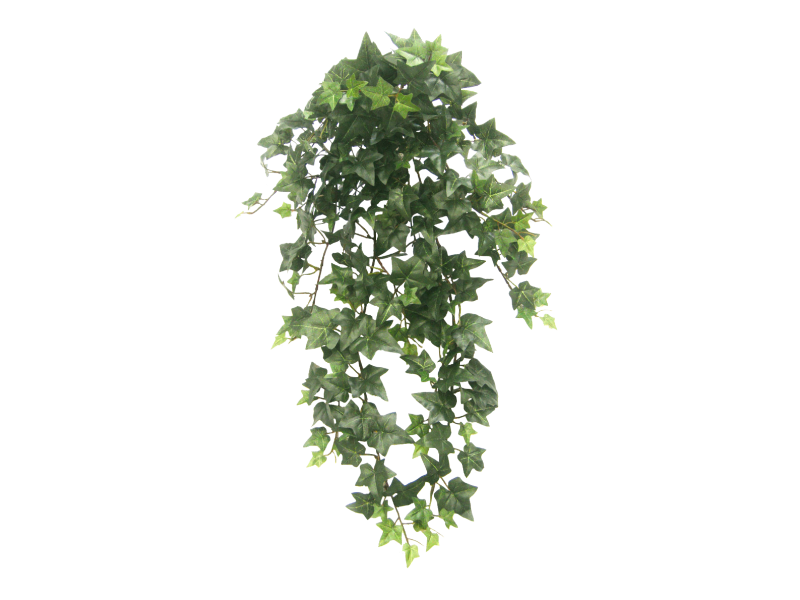 Ivy Hanging Transparent PNG Image
