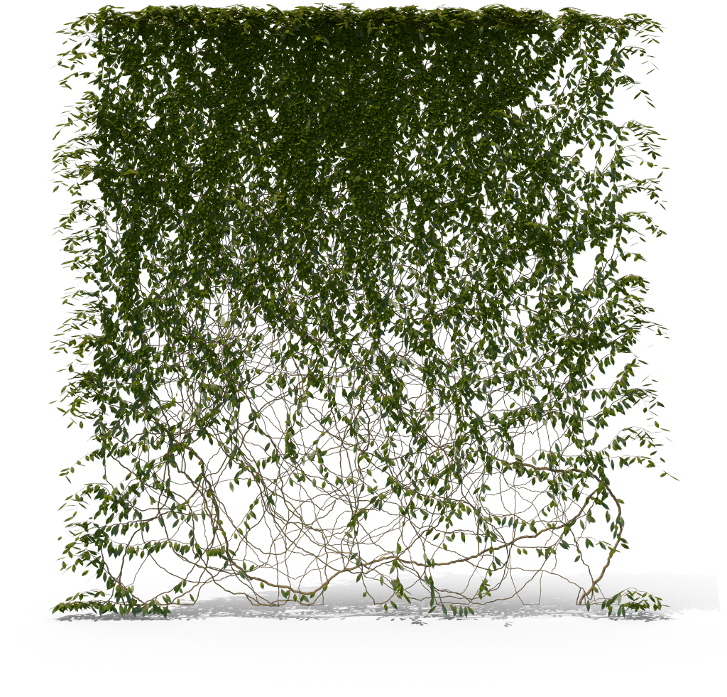 Ivy Hanging File Transparent PNG Image