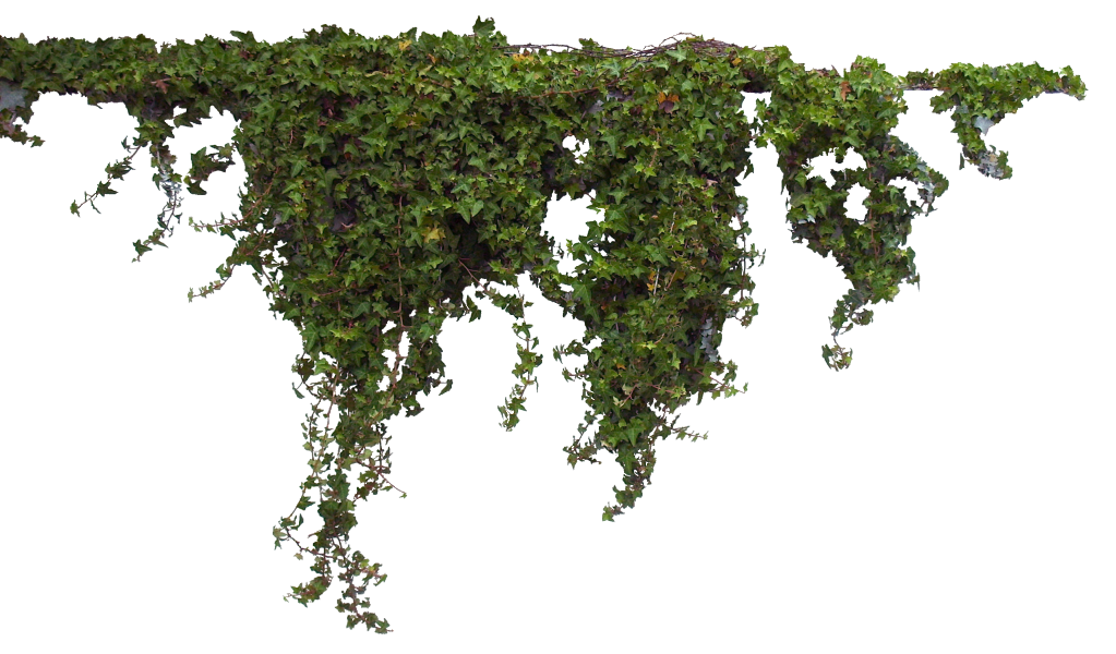 Ivy Hanging Transparent PNG Image