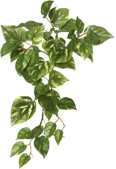 Ivy Hanging Transparent PNG Image
