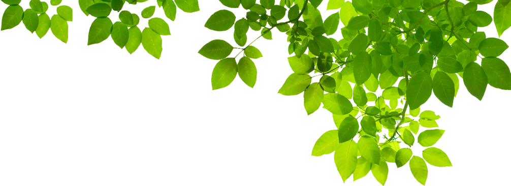 Fresh Leaves Green Transparent PNG Image
