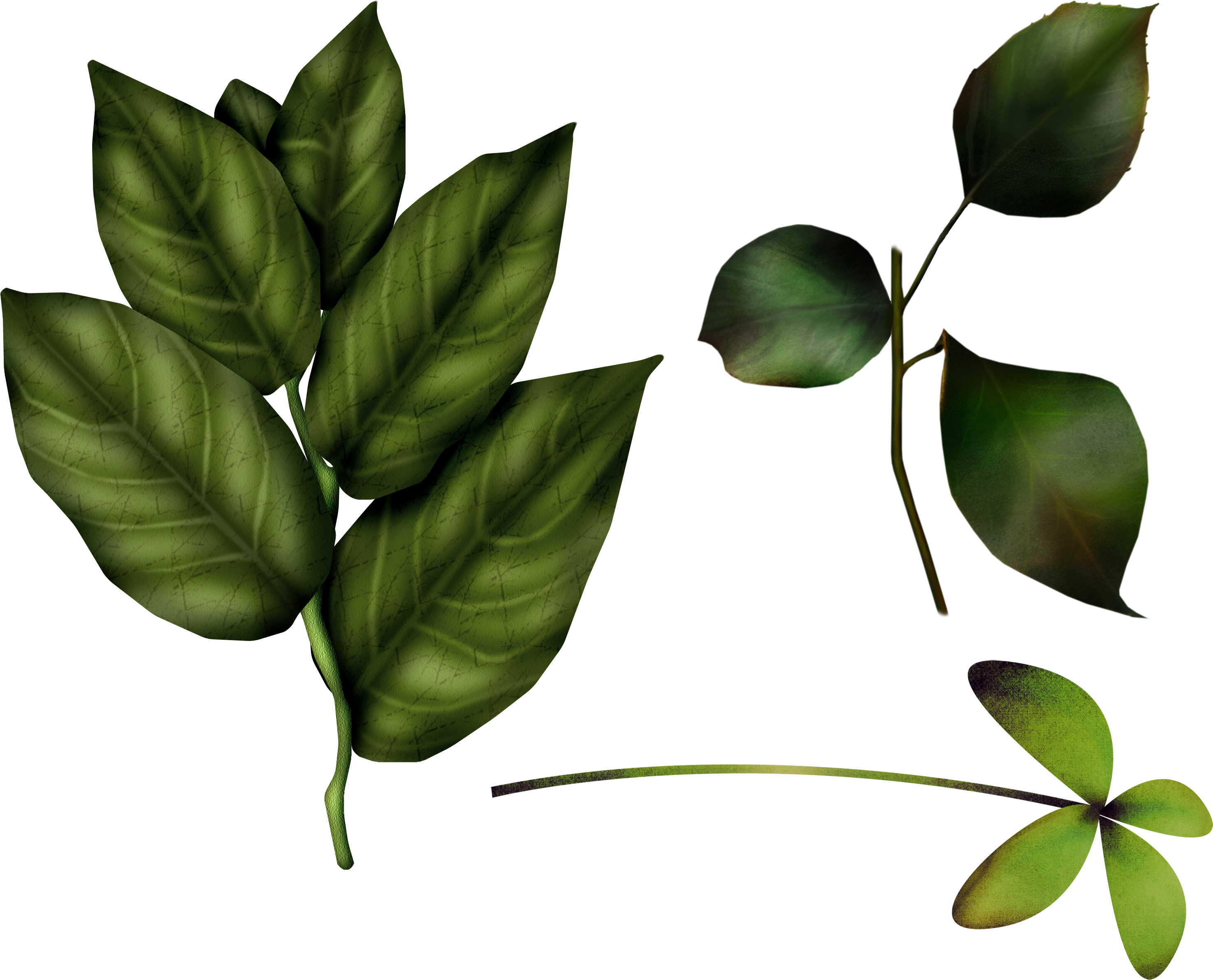 Fresh Leaves Green Transparent PNG Image