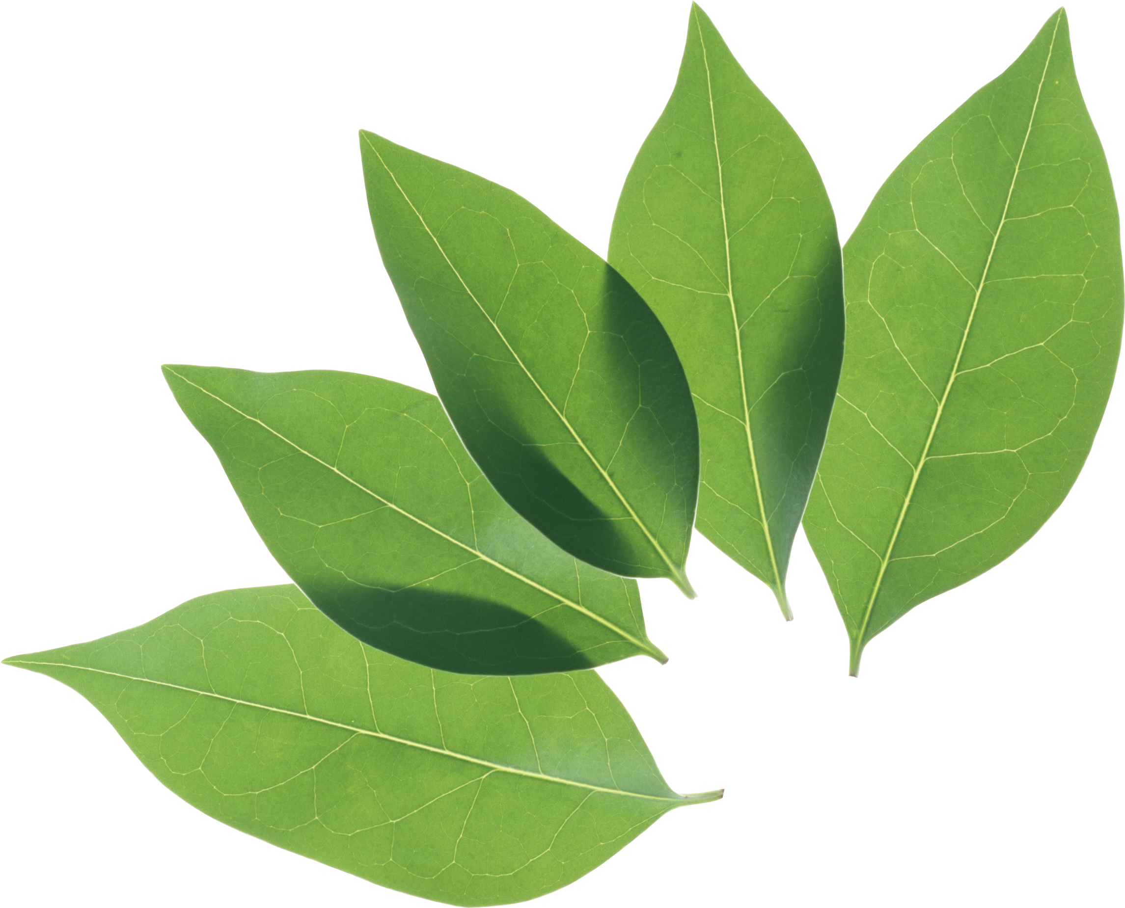 Fresh Leaves Green Transparent PNG Image