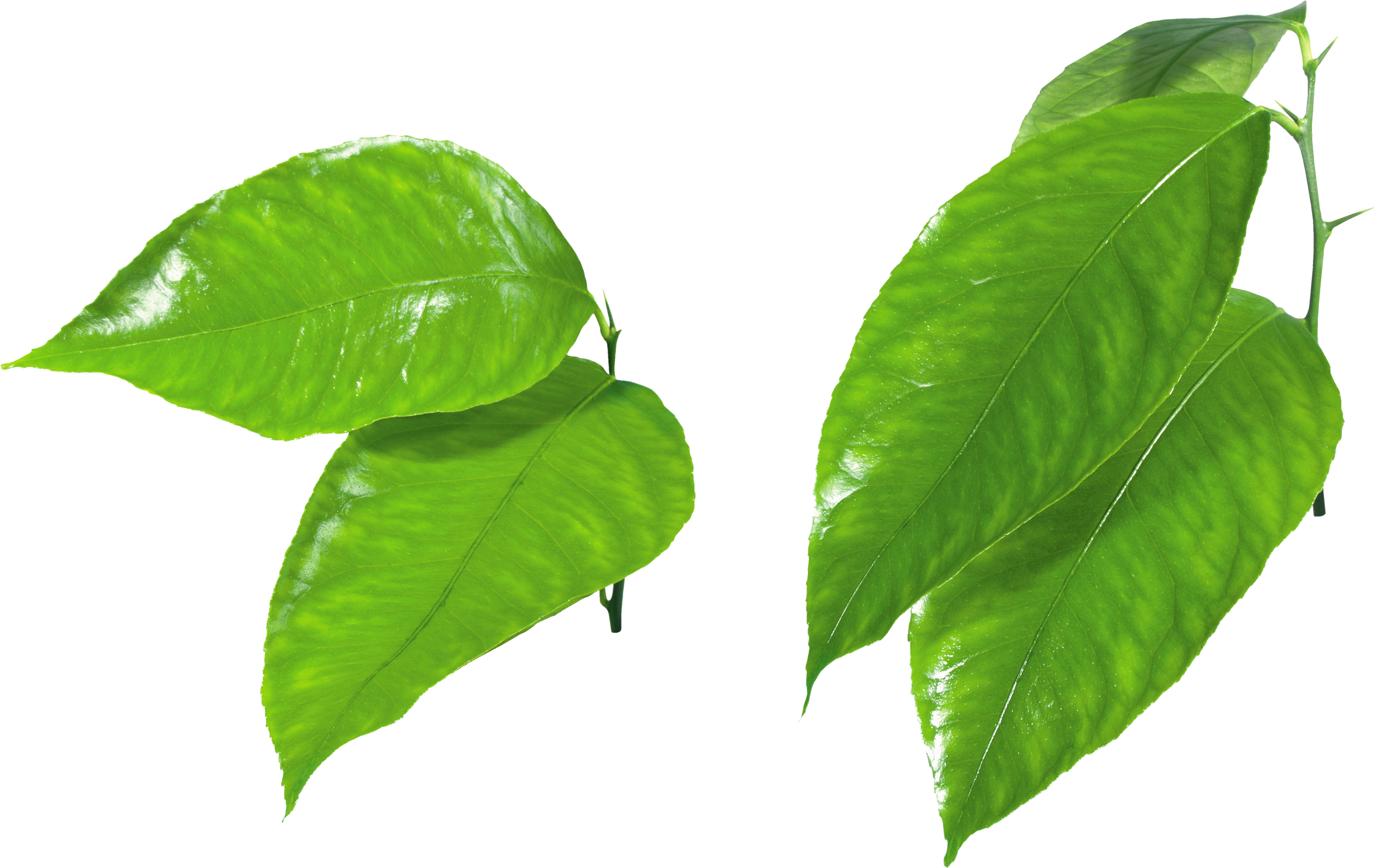 Fresh Leaves Green Transparent PNG Image