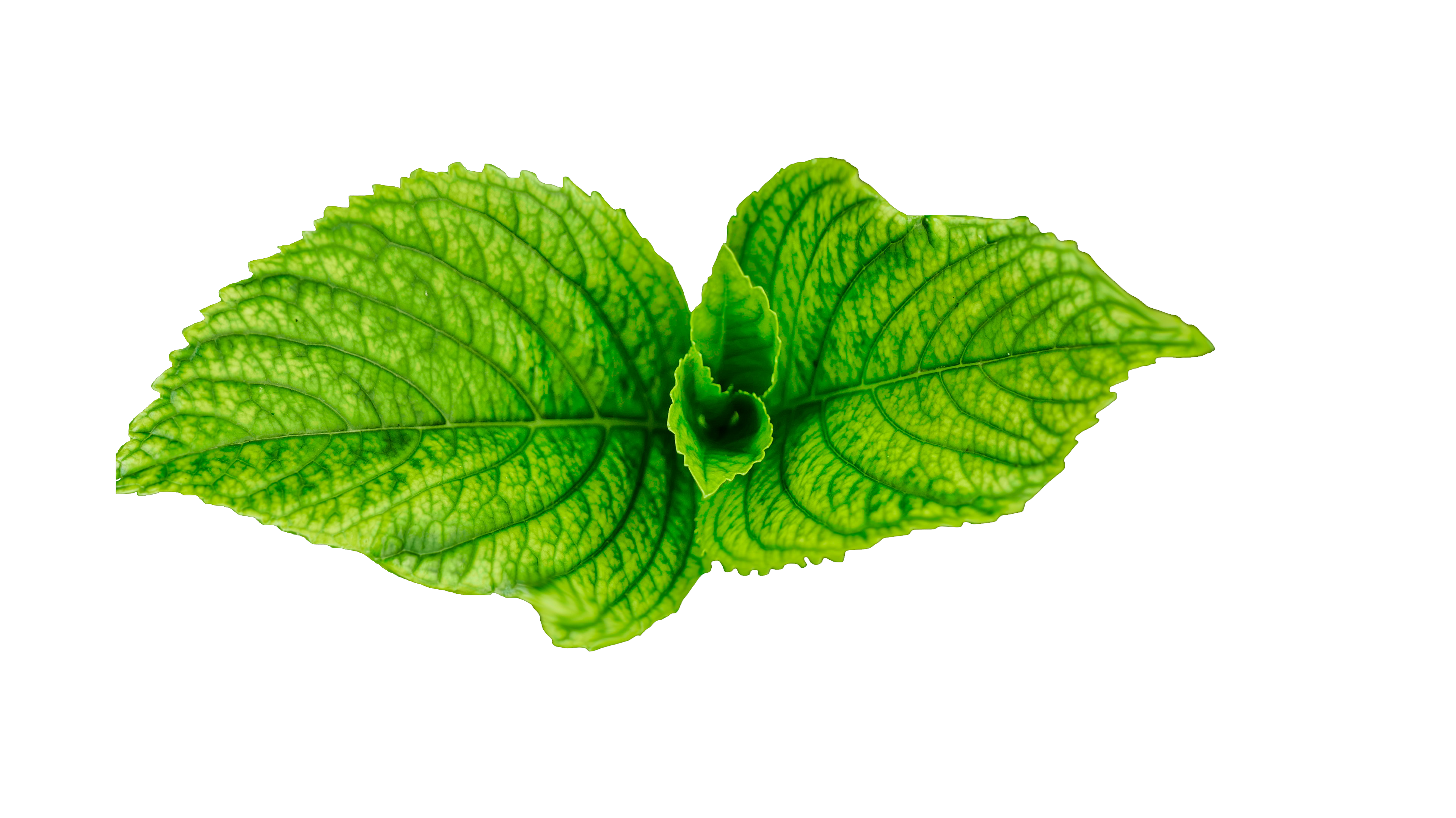 Fresh Leaves Green Transparent PNG Image