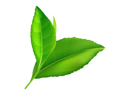 Fresh Leaves Green Transparent PNG Image