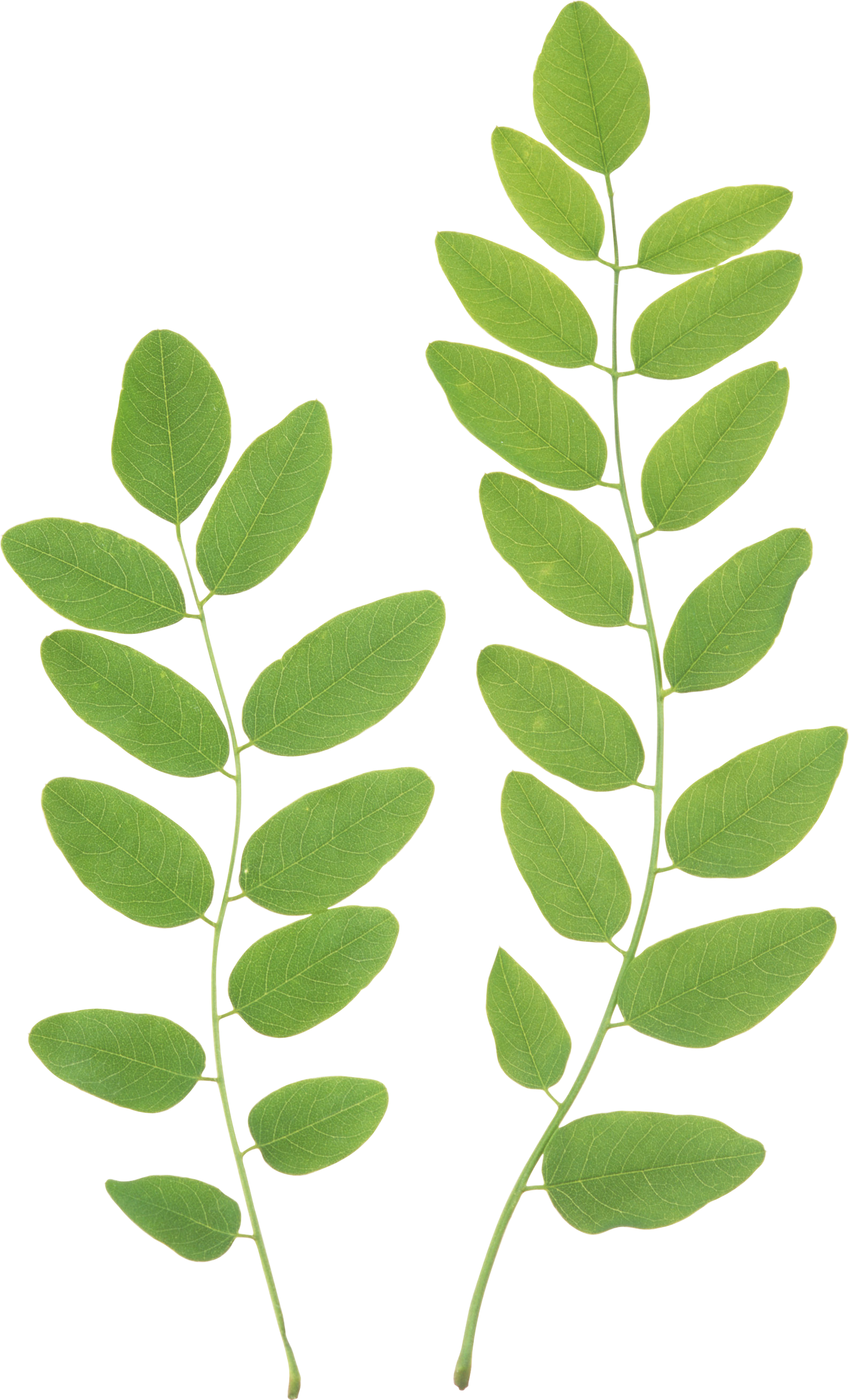 Fresh Leaves Green Transparent PNG Image