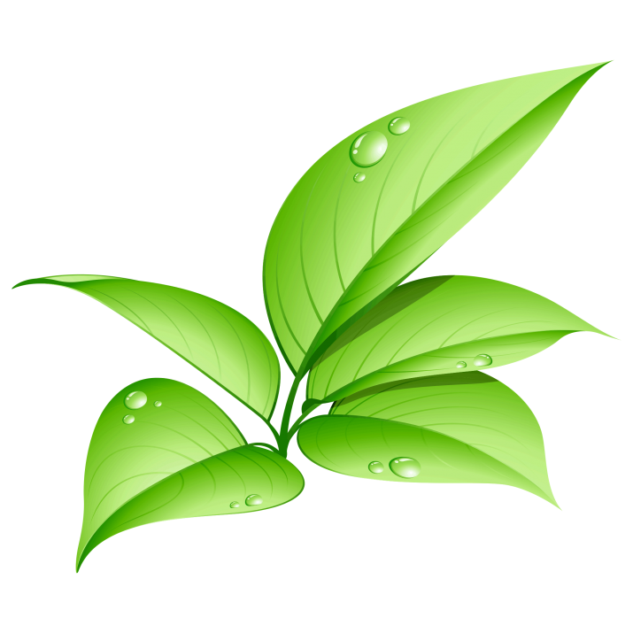 Leaves Green Transparent PNG Image