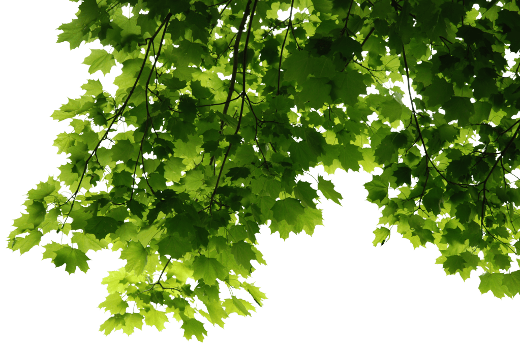 Leaves Green Transparent PNG Image