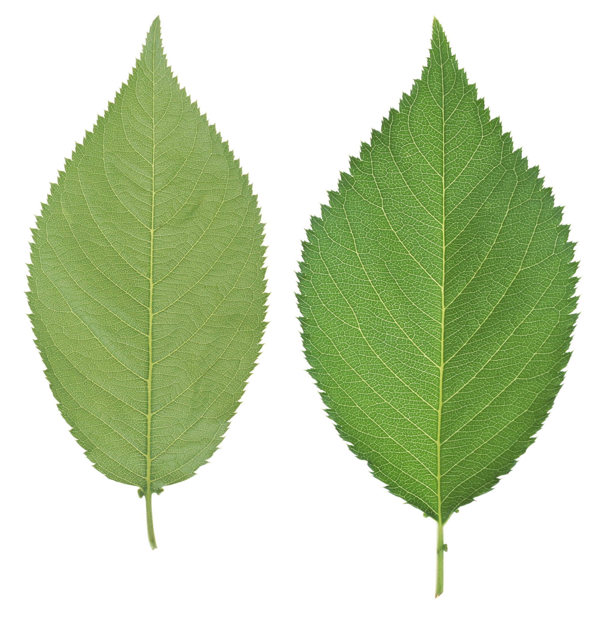 Leaves Green Transparent PNG Image