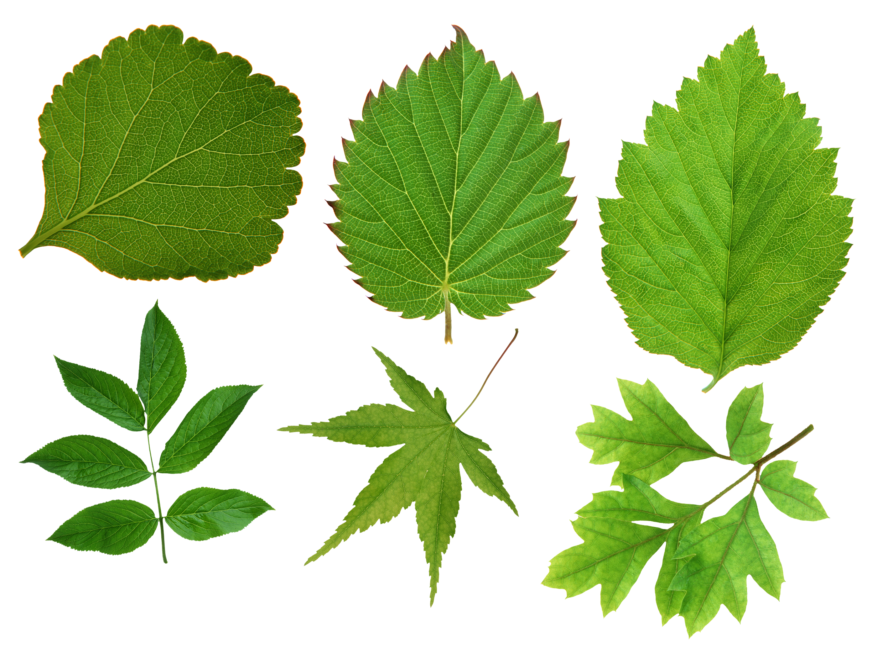 Green Leaves Organic Transparent PNG Image