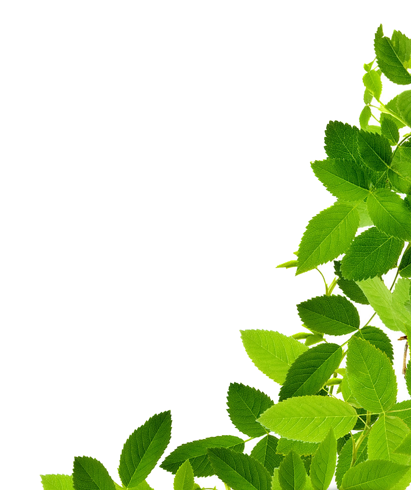 Green Leaves Organic Transparent PNG Image