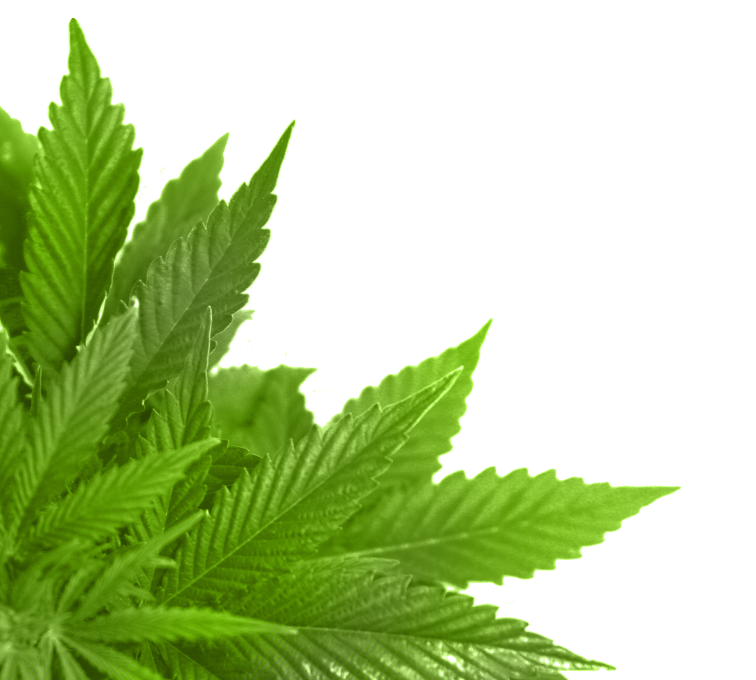 Green Leaves Organic File Transparent PNG Image