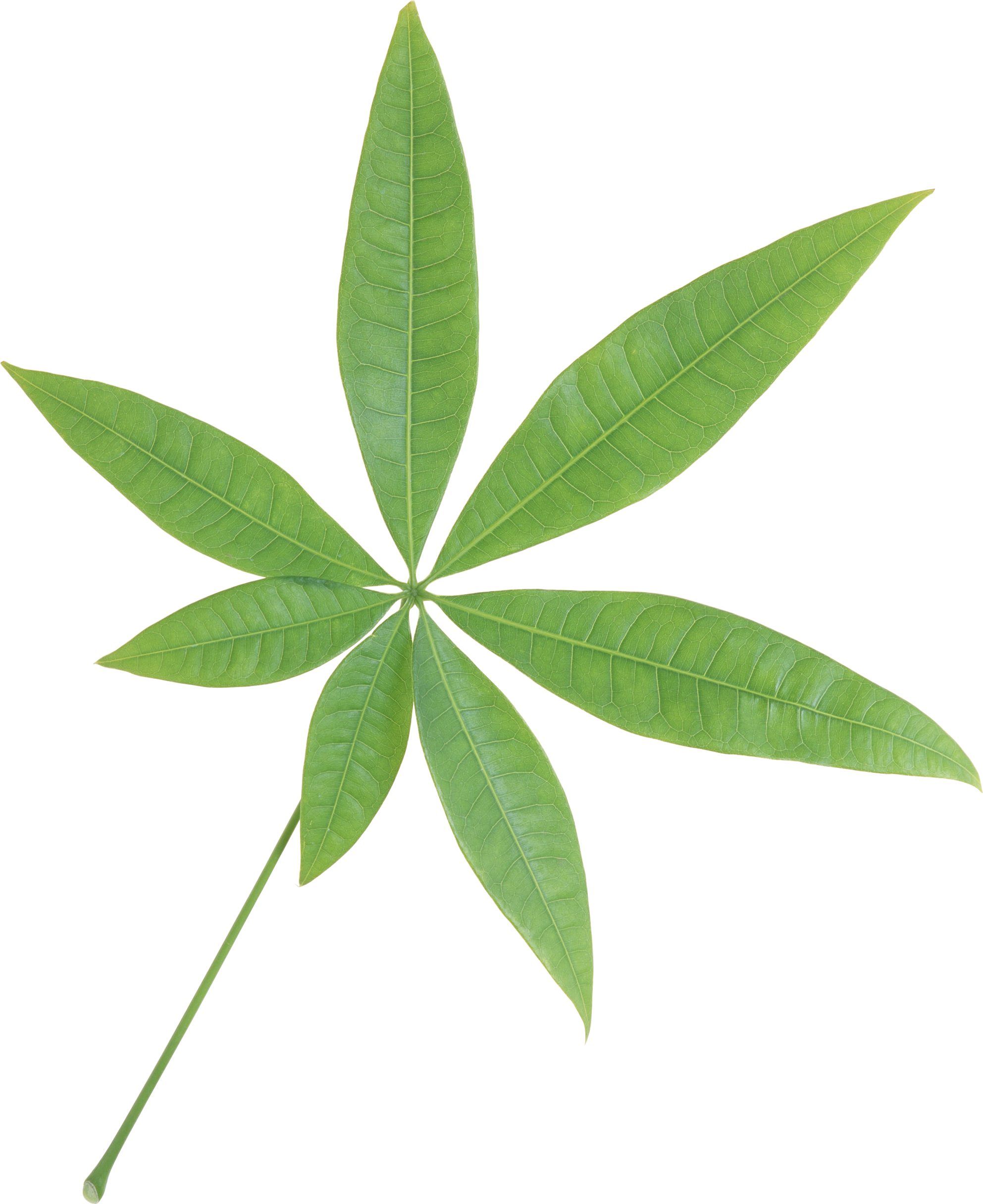 Single Green Leaves Transparent PNG Image