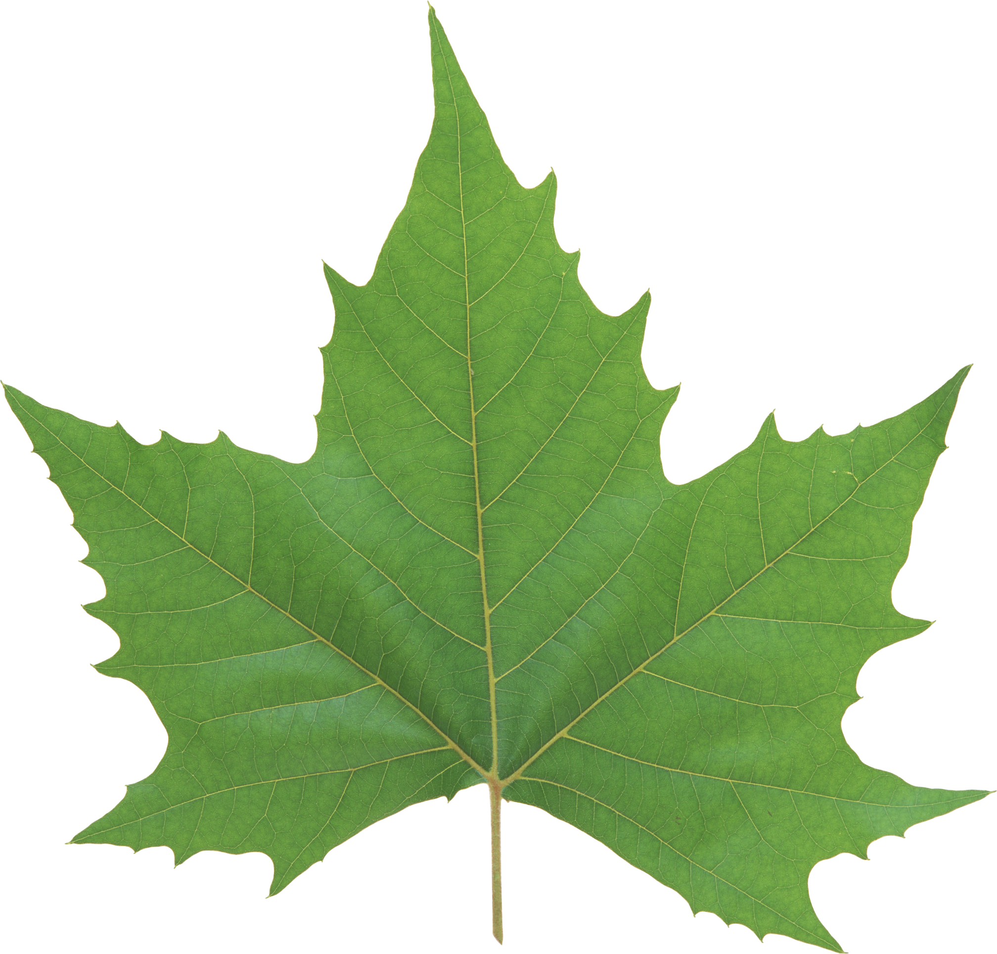 Single Green Leaves Transparent PNG Image